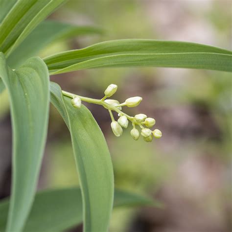 solomon's seal shoots